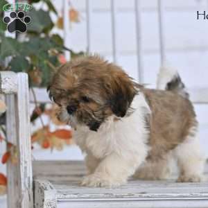 Hoyt, Shih Tzu Puppy