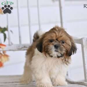 Remington, Shih Tzu Puppy