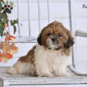 Remington, Shih Tzu Puppy