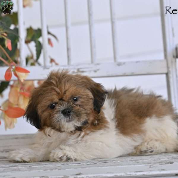 Remington, Shih Tzu Puppy