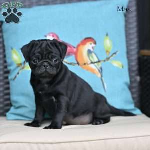 Max, Pug Puppy