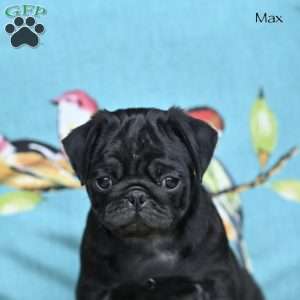 Max, Pug Puppy