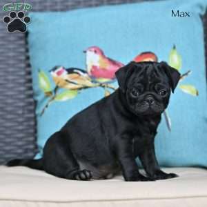 Max, Pug Puppy