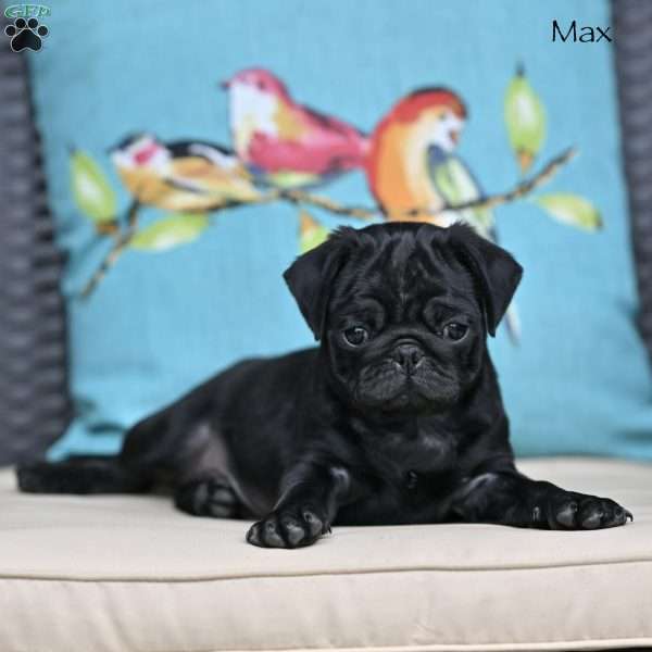 Max, Pug Puppy