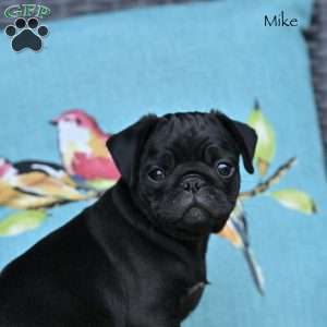 Mike, Pug Puppy