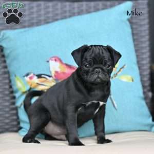 Mike, Pug Puppy