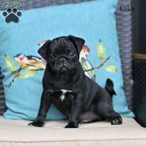 Mike, Pug Puppy
