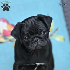 Mike, Pug Puppy