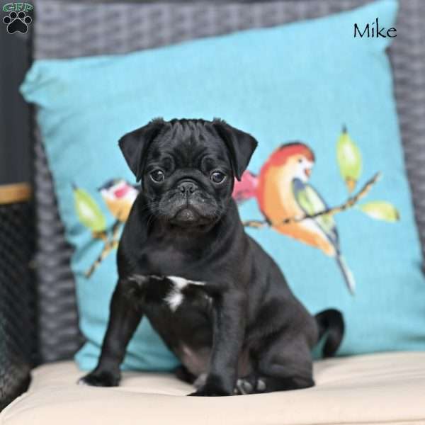 Mike, Pug Puppy