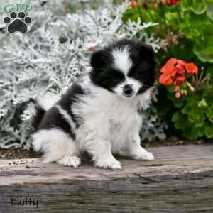Fluffy, Pomeranian Puppy