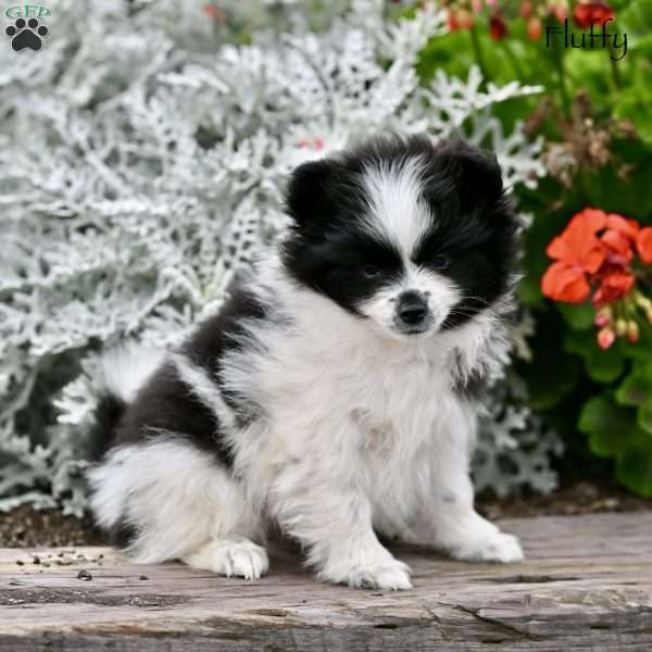 Fluffy, Pomeranian Puppy