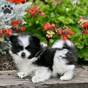 Fluffy, Pomeranian Puppy
