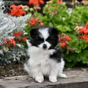 Fluffy, Pomeranian Puppy