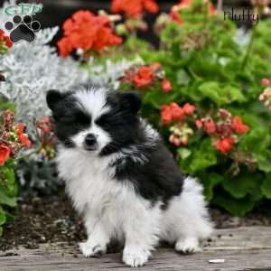 Fluffy, Pomeranian Puppy