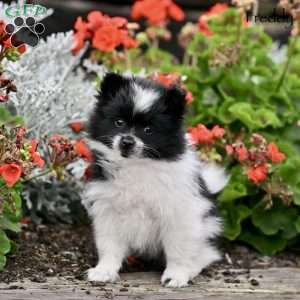 Freddy, Pomeranian Puppy