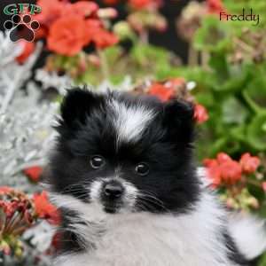 Freddy, Pomeranian Puppy