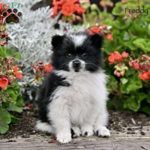 Freddy, Pomeranian Puppy