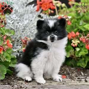 Freddy, Pomeranian Puppy