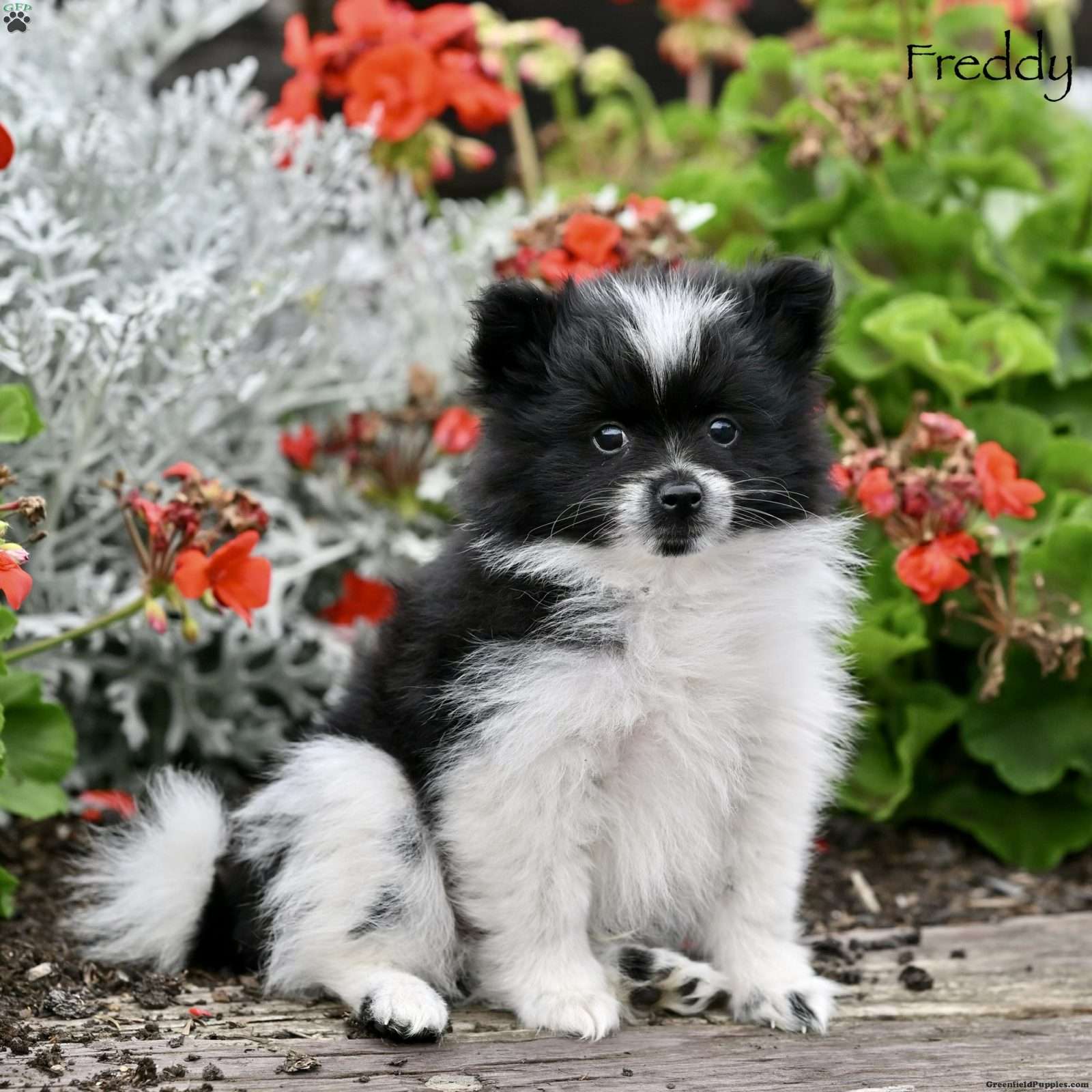 Freddy, Pomeranian