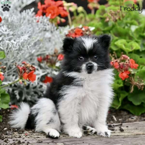 Freddy, Pomeranian Puppy