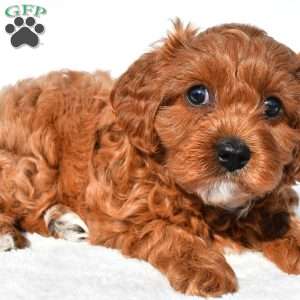 Bella, Cavapoo Puppy