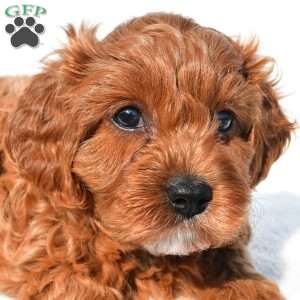 Bella, Cavapoo Puppy