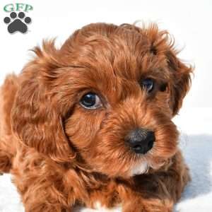 Bella, Cavapoo Puppy