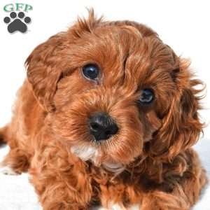 Bella, Cavapoo Puppy
