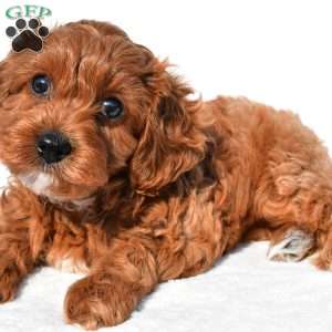 Bella, Cavapoo Puppy