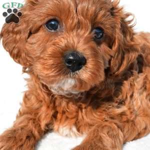 Bella, Cavapoo Puppy