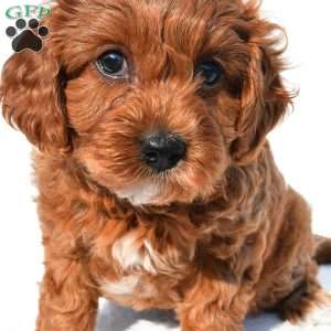Bella, Cavapoo Puppy