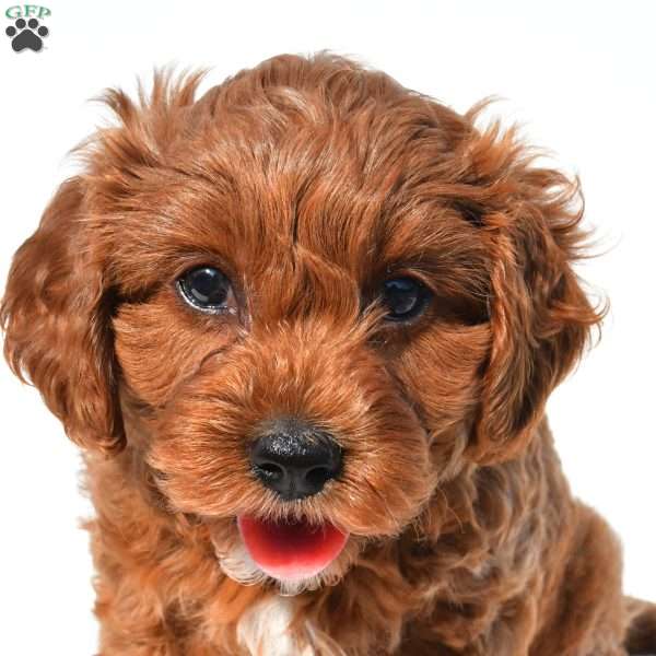 Bella, Cavapoo Puppy