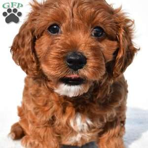 Bella, Cavapoo Puppy