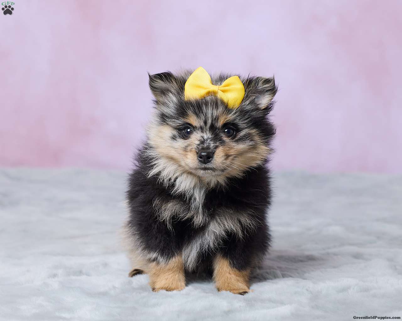 Daisy