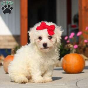 Daisy, Bichon Frise Puppy