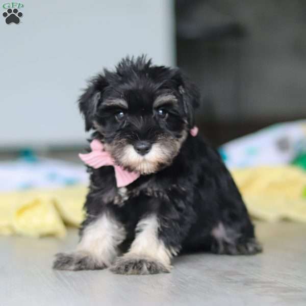 Daisy, Miniature Schnauzer Puppy