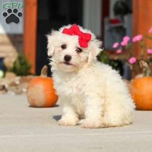 Daisy, Bichon Frise Puppy