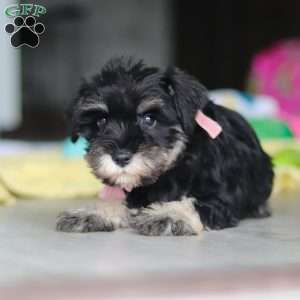 Daisy, Miniature Schnauzer Puppy