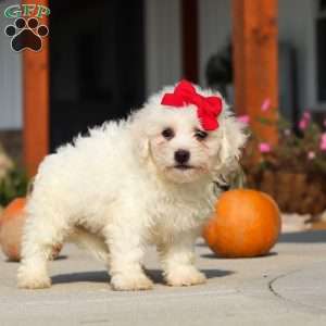 Daisy, Bichon Frise Puppy