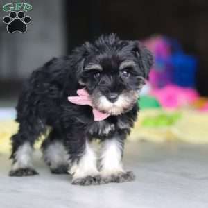 Daisy, Miniature Schnauzer Puppy