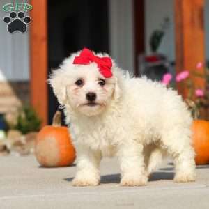 Daisy, Bichon Frise Puppy