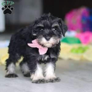 Daisy, Miniature Schnauzer Puppy