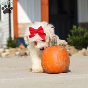 Daisy, Bichon Frise Puppy