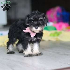 Daisy, Miniature Schnauzer Puppy