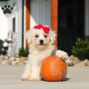 Daisy, Bichon Frise Puppy