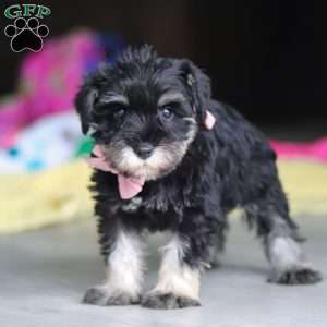Daisy, Miniature Schnauzer Puppy