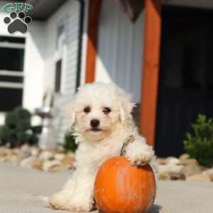 Daisy, Bichon Frise Puppy