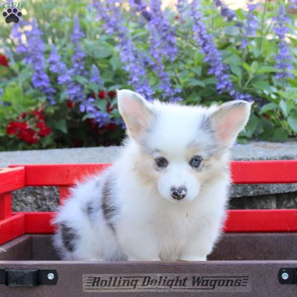 Daisy, Pembroke Welsh Corgi Puppy