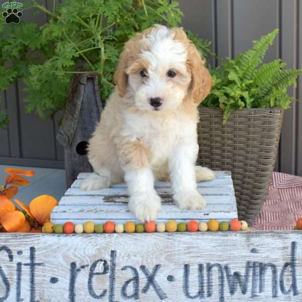 Daisy, Mini Bernedoodle Puppy