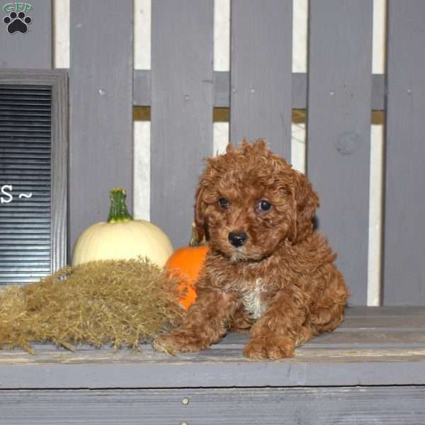 Daisy, Miniature Poodle Puppy